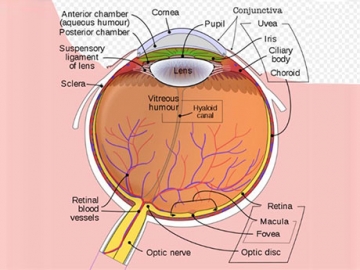 Evaluation and Management of Sports-Related Eye Injuries