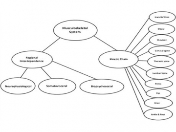 The Thoracic Spine in the Overhead Athlete